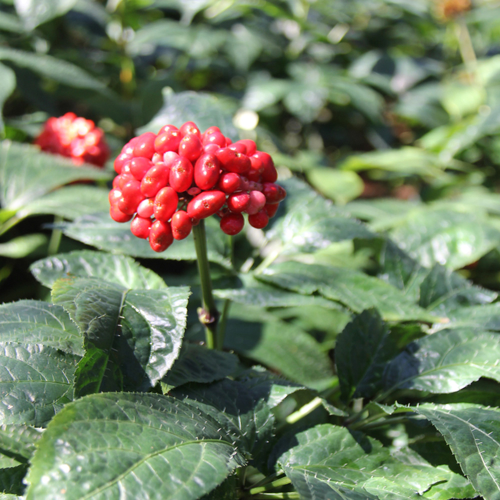 文山之干丨文山州以三七為主的生物醫(yī)藥產(chǎn)業(yè)實(shí)現(xiàn)開門紅